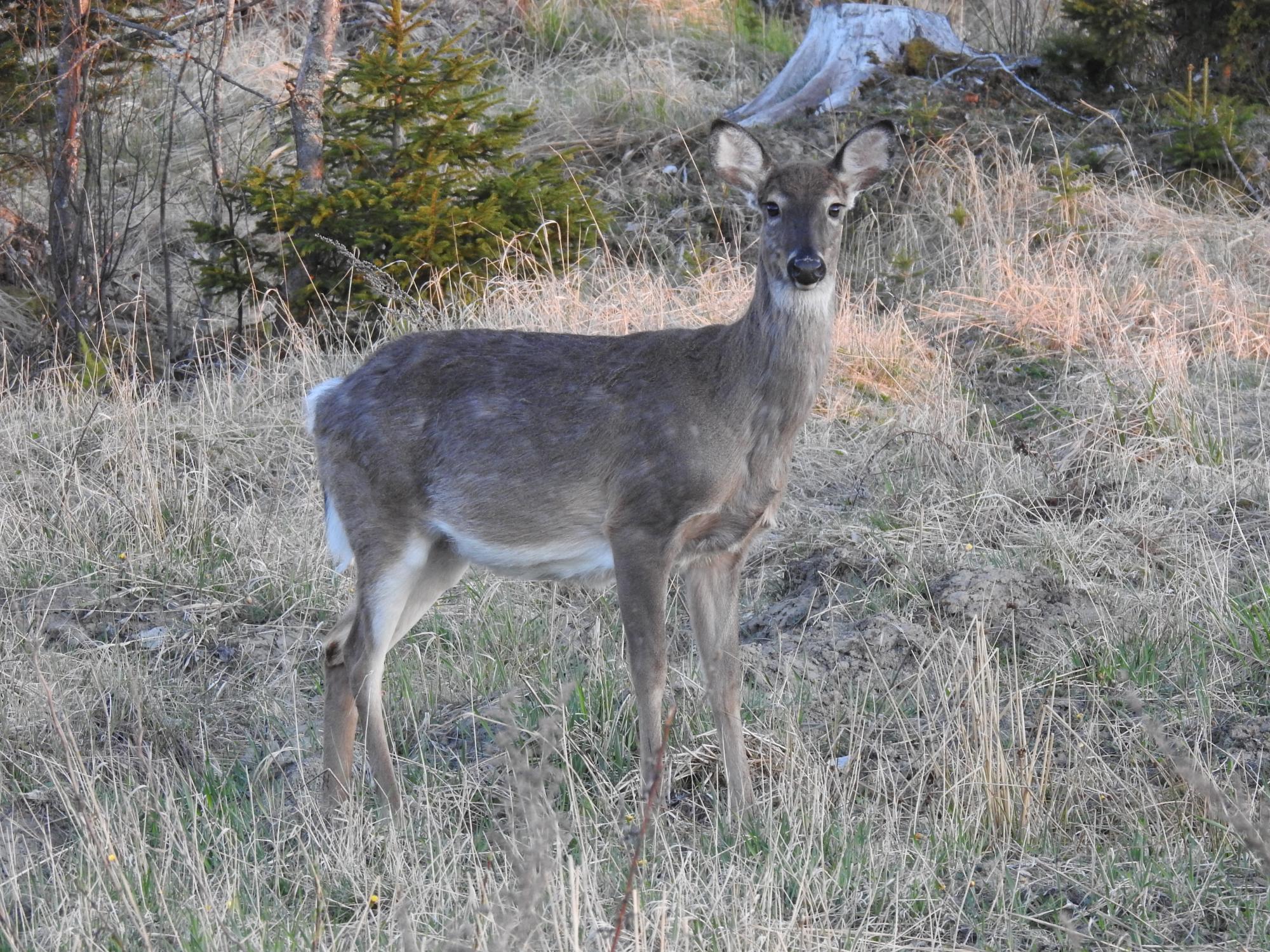 Kuva: Antti Rinne / Suomen Riistakeskus